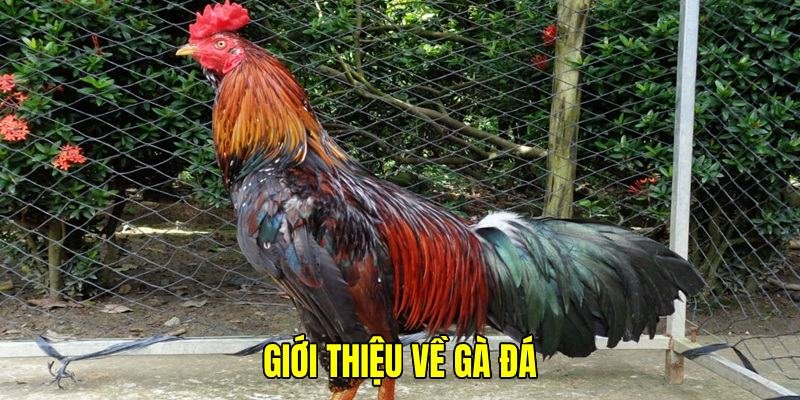 Tìm hiểu giống kê để có cách chăm gà đá hiệu quả