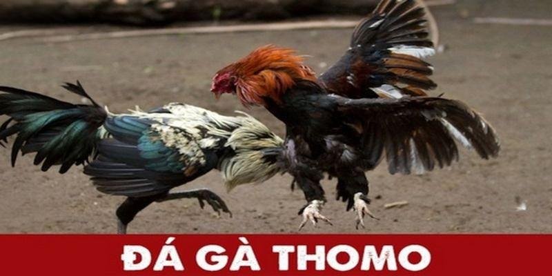 Sảnh đá gà thomo tại 8XBET cung cấp nhiều trận đấu mỗi ngày